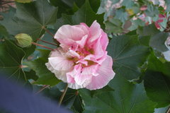 Hibiscus mutabilis